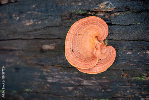 Pycnoporus sanguineus fungus that grows on dead tree trunks in a botanical garden in the city of Bogor, West Java photo