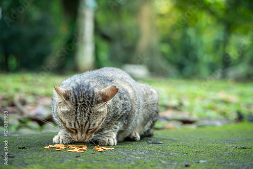 A heavily pregnant female tabby cat, eating dry foods given by visitors at a botanical park in Bogor City, West Java
