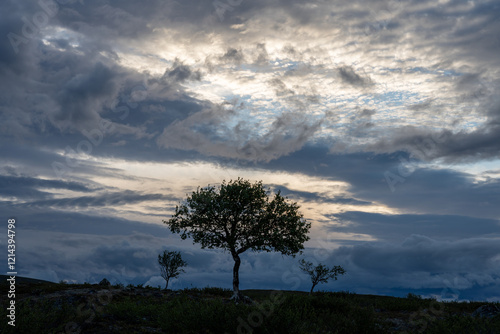 A lonely mountain birch standing on a hill with moody sky in the background. Utsjoki, Finland photo