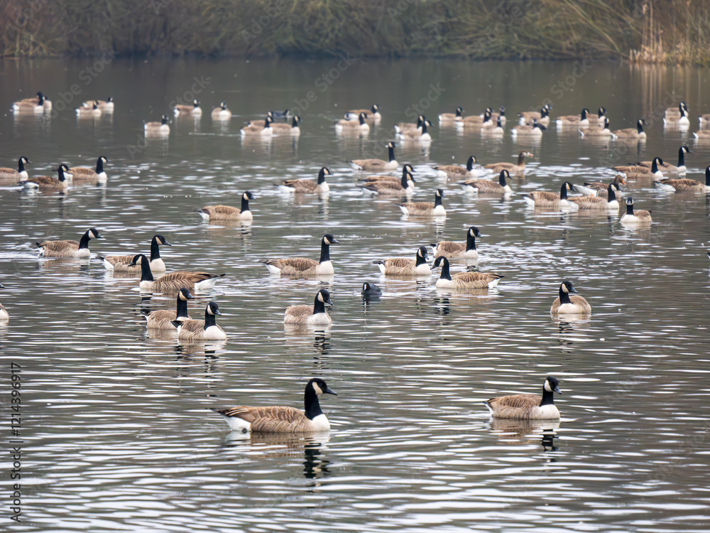 Fototapeta premium Large Flock of Canada Geeses Swimming on a Lake