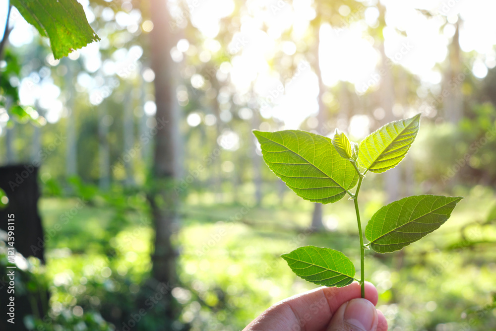 Obraz premium Human hand holding a seedling in green background. Environment, conservation and ecology concept.