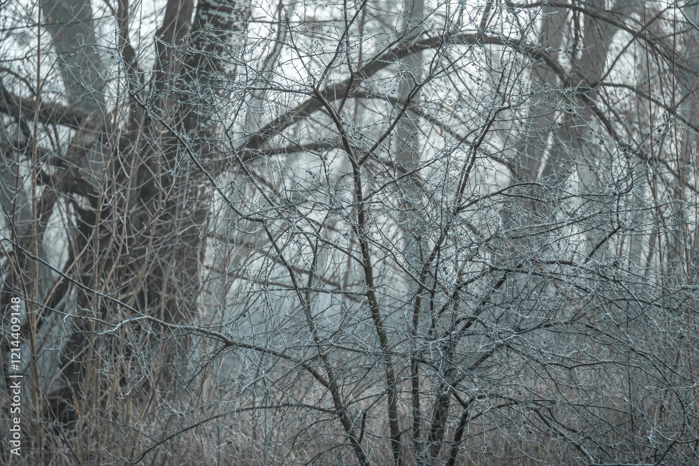 Tree branches after morning frost against the background of fog. Tree branches after morning frost against the background of fog.