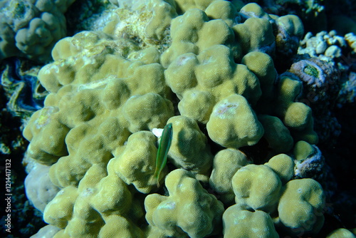 Hump coral (Porites lutea) undersea, Red Sea, Egypt, Sharm El Sheikh, Montazah Bay photo