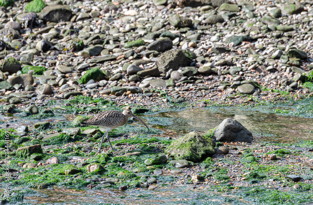 Curlew hunting on the shoreline of the Forth of Forth, Fife, Scotland Curlew hunting on the shoreline of the Forth of Forth, Fife, Scotland