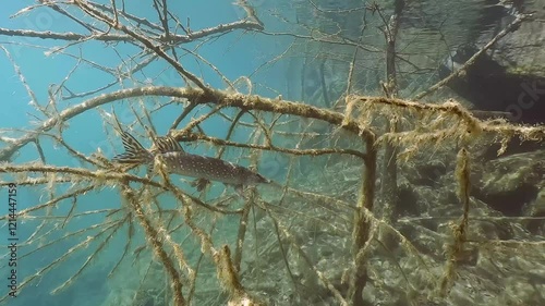 Freshwater fish Northern pike (Esox lucius) in a beautiful, clean pond. Underwater footage showcasing natural light and nice background. Wildlife predator fish swimming in crystal-clear water.