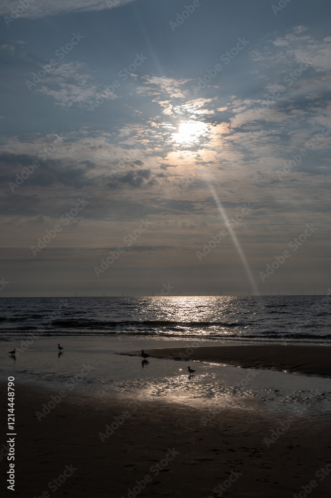 A sea at low tide and at sunset, with some seagulls on the sandy beach A sea at low tide and at sunset, with some seagulls on the sandy beach