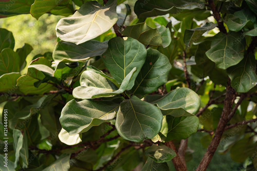 Fiddle Leaf Fig Tree Decoration outdoor Plant Green Leaf Fiddle Leaf Fig Tree Decoration outdoor Plant Green Leaf