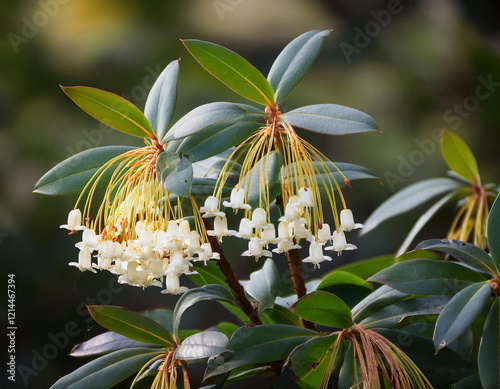 A cluster of delicate, Japanese andromeda flowers with long stamens bloom amidst the lush green foliage of a shrub or tree in this serene, natural scene.
