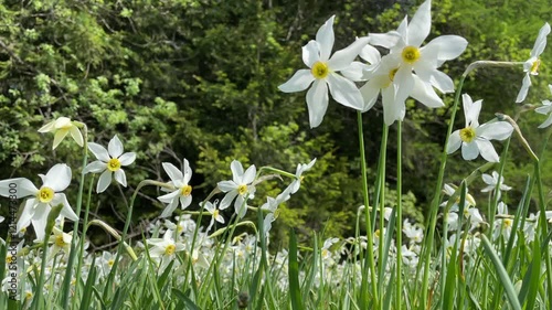 Eine Nahaufnahme von Sternnarzissen von unten auf einer Wiese am Waldrand an einem sonnigen Frühlingstag.