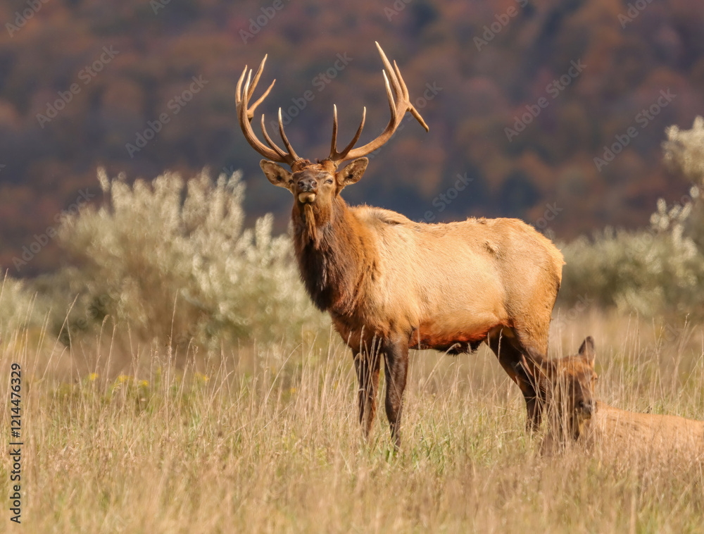 Regal Elk Bull Golden hour Autumn Glory Rut Pennsylvania Benezette Regal Elk Bull Golden hour Autumn Glory Rut Pennsylvania Benezette
