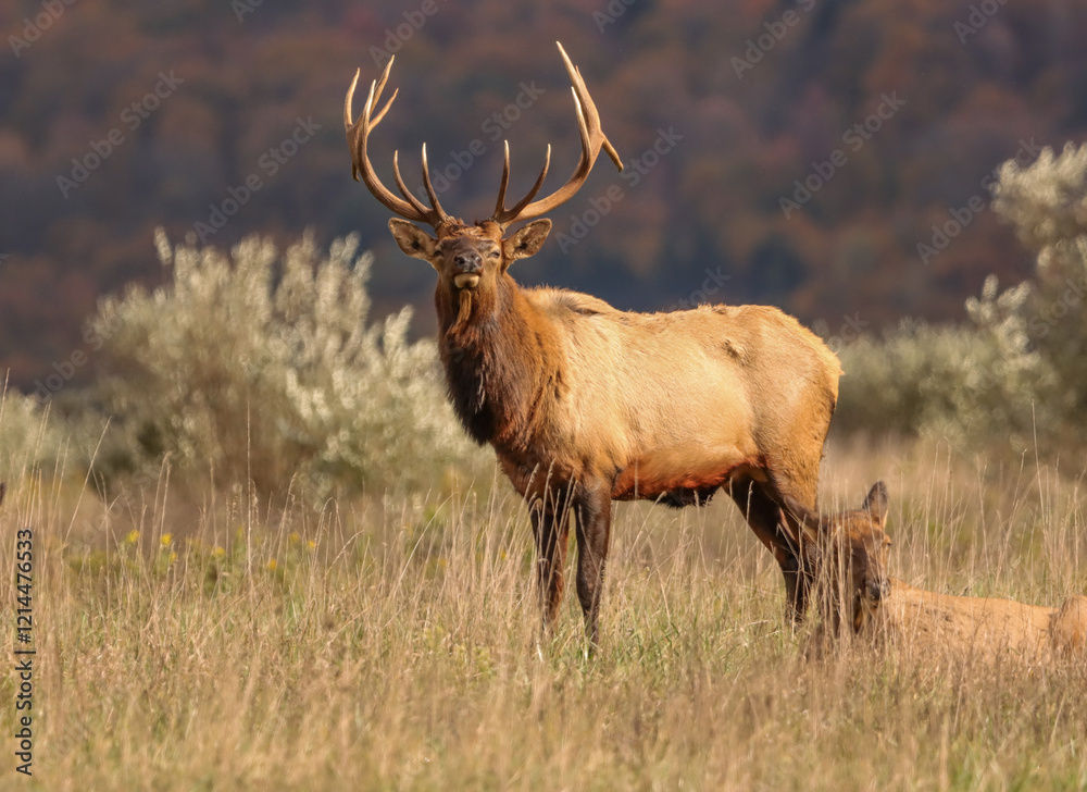Regal Elk Bull Golden hour Autumn Glory Rut Pennsylvania Benezette Regal Elk Bull Golden hour Autumn Glory Rut Pennsylvania Benezette
