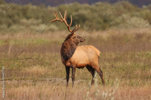 Regal Elk Bull Golden hour Autumn Glory Rut Pennsylvania Benezette photo