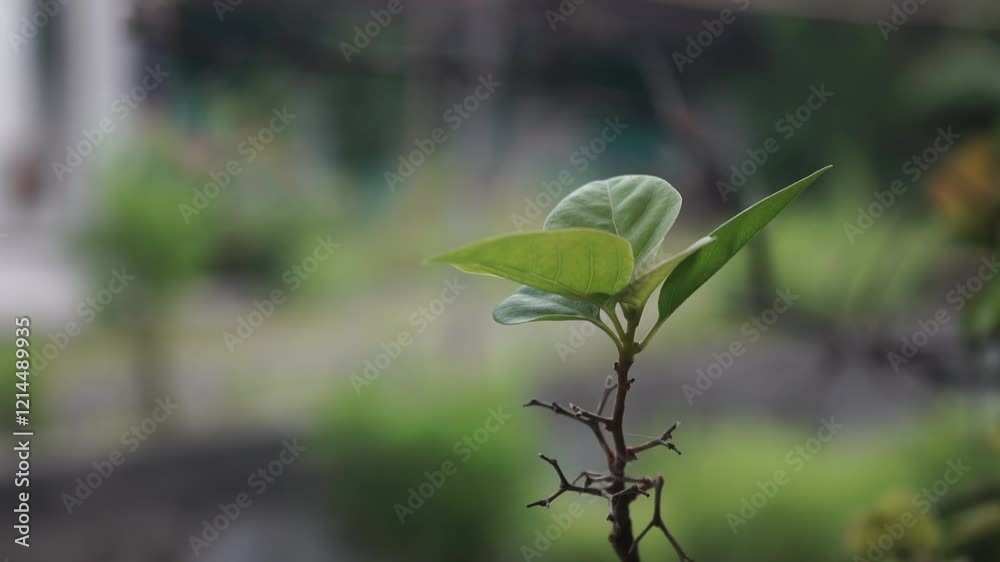 New Life Sprouting Green Leaves Nature Video New Life Sprouting Green Leaves Nature Video