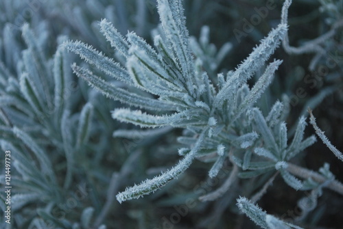 Wallpaper Mural Lanvendl im Frost Torontodigital.ca