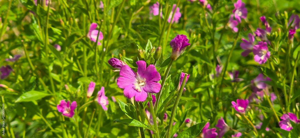Close up of great willwherb (epliobium hirsutum) flowers in bloom Close up of great willwherb (epliobium hirsutum) flowers in bloom
