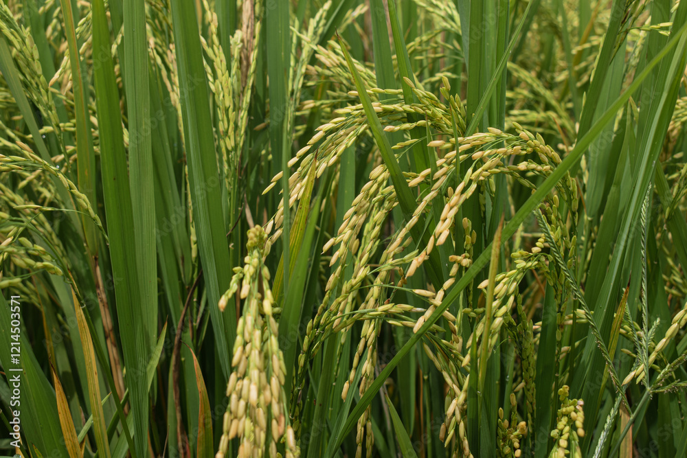 close-up of rice seeds on rice cobs. Beautiful golden rice fields and rice cobs. Background of fresh rice with green leaves close-up of rice seeds on rice cobs. Beautiful golden rice fields and rice cobs. Background of fresh rice with green leaves
