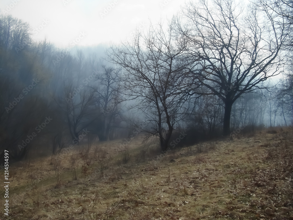 Early foggy morning in the forest in early spring. Early foggy morning in the forest in early spring.