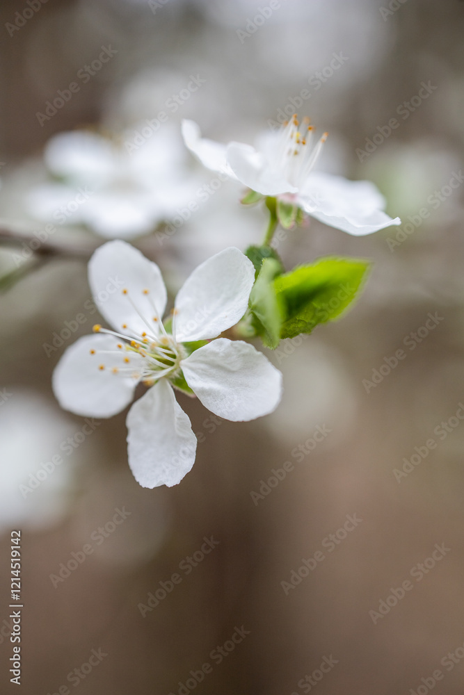 Spring flowering trees. White flowers in the garden. White plum tree flowers. White cherry blossom. Springtime Spring flowering trees. White flowers in the garden. White plum tree flowers. White cherry blossom. Springtime