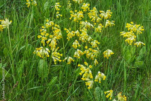 Tableau sur toile Close-up of flowering cowslips on a green meadow in Franconian Switzerland