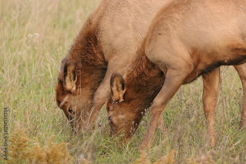 Adorable Elk Calf Calves Spike Babies Young photo