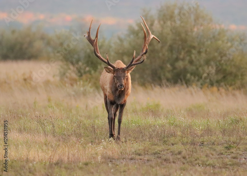 Rare Moment of Elk Rut Peace Regal Bull 6x7 7x7  photo