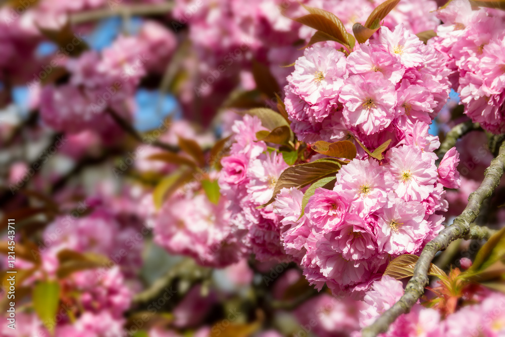 Fototapeta premium Pink cherry blossom close up, cherry tree flower in spring, hanami season in Japan