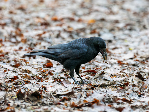 Carrion Crow Feeding in the Leaf Litter photo