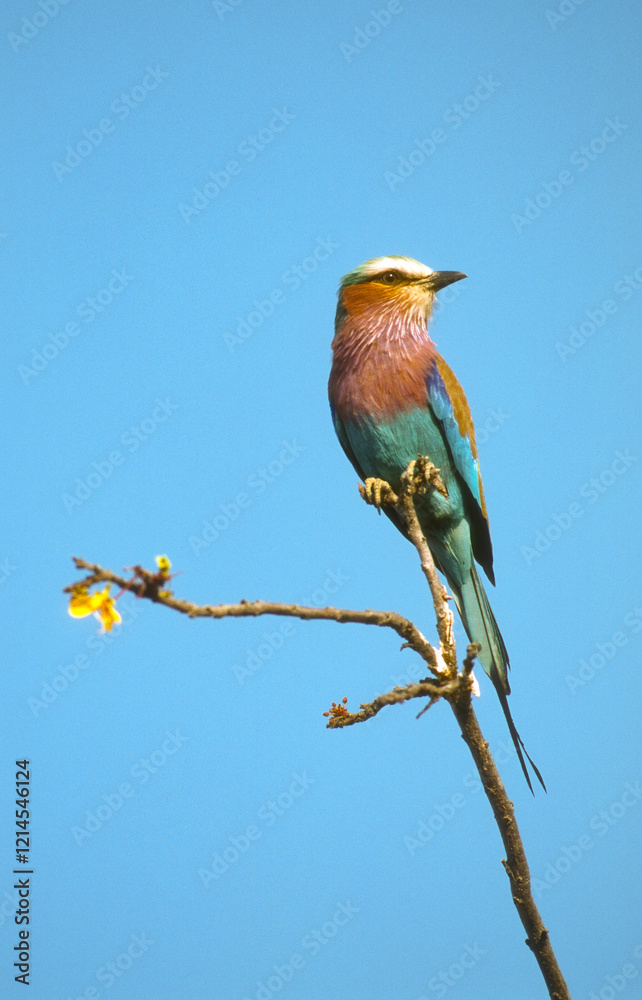 Rollier à longs brins,.Coracias caudatus, Lilac breasted Roller Rollier à longs brins,.Coracias caudatus, Lilac breasted Roller