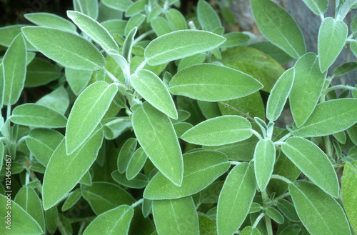 Fototapeta Naklejka Na Ścianę i Meble -  Sauge officinale, Salvia officinalis