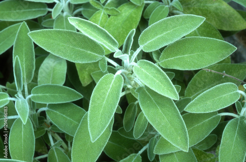 Fototapeta Naklejka Na Ścianę i Meble -  Sauge officinale, Salvia officinalis
