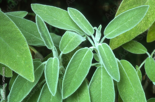 Fototapeta Naklejka Na Ścianę i Meble -  Sauge officinale, Salvia officinalis