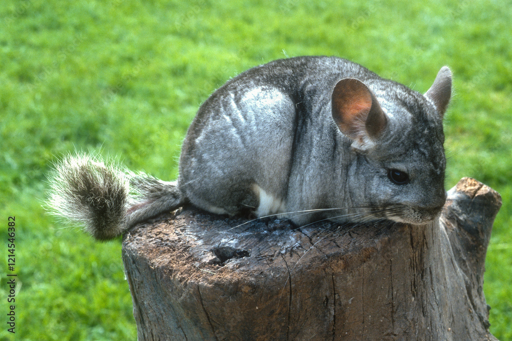 Chinchilla, Chinchilla lalinger Chinchilla, Chinchilla lalinger