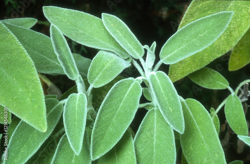 Fototapeta Naklejka Na Ścianę i Meble -  Sauge officinale, Salvia officinalis