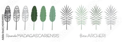 Colorful graphic elements for illustration and design, palm leaf, Ravenala madagascariensis, Butia archeri, sketching