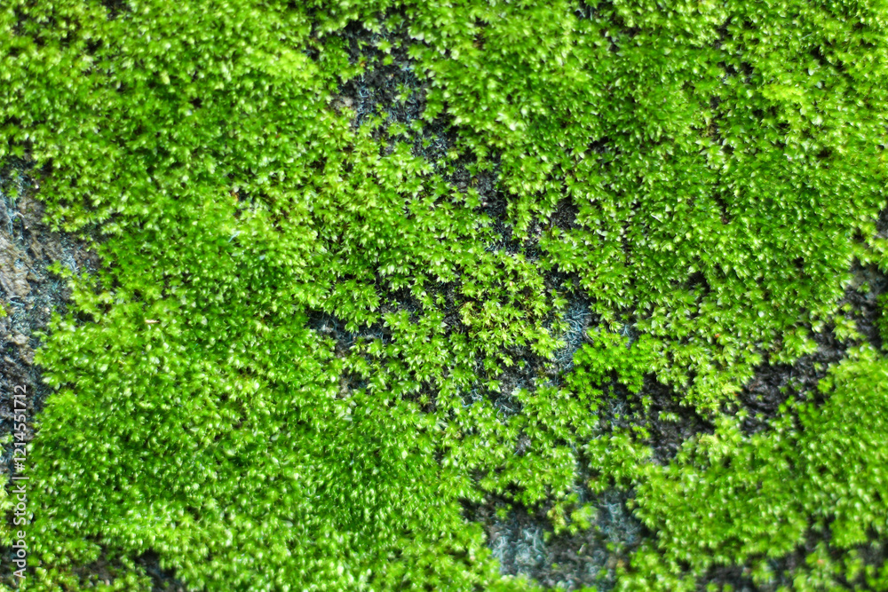 Close-up of mossy surface in nature. Close-up of mossy surface in nature.
