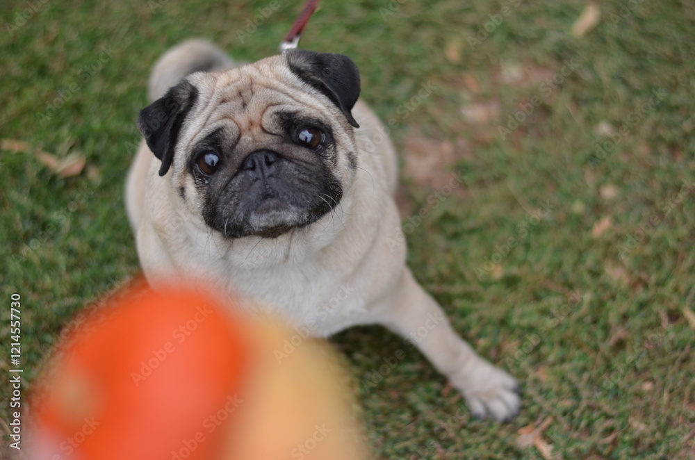 A pug dog plays on the green grass A pug dog plays on the green grass