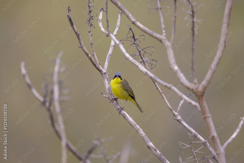 Masked yellowthroat (Geothlypis aequinoctialis) perched on a tree branch. Masked yellowthroat (Geothlypis aequinoctialis) perched on a tree branch.