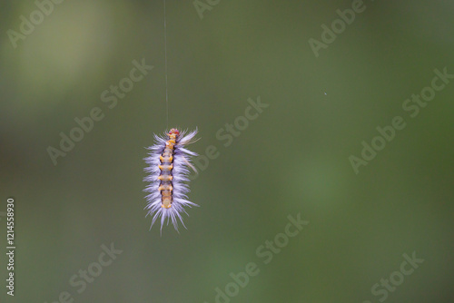 Moth caterpillar (Halysidota ruscheweyhi) hanging from its silk.