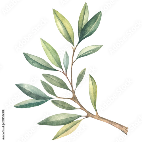 Watercolor olive twig.Beautiful tree branch illustration.Stream work,isolated illustration.