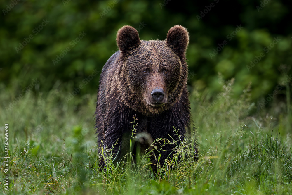 Obraz premium brown bear in the forest