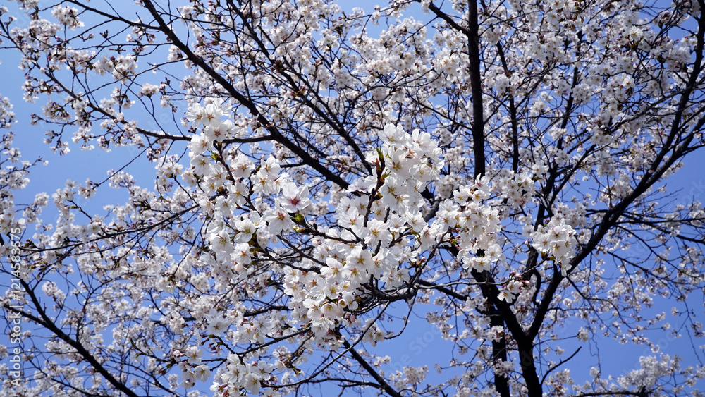 Cherry Blossom Tree in Full Bloom Under a Spring Sky Cherry Blossom Tree in Full Bloom Under a Spring Sky