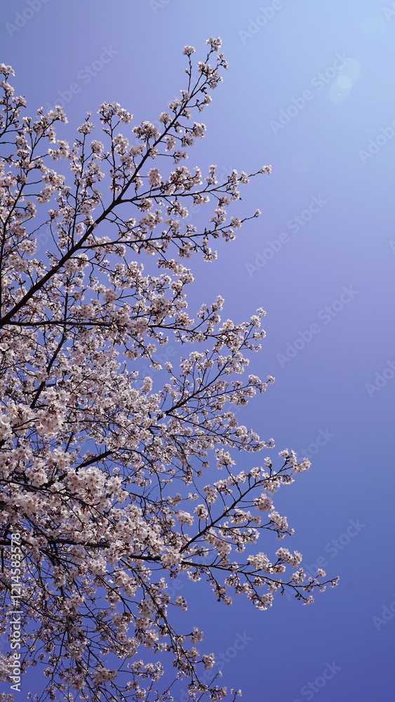 Cherry Blossom Tree in Full Bloom Under a Spring Sky Cherry Blossom Tree in Full Bloom Under a Spring Sky