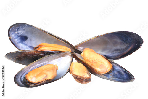 Fresh mussels isolated