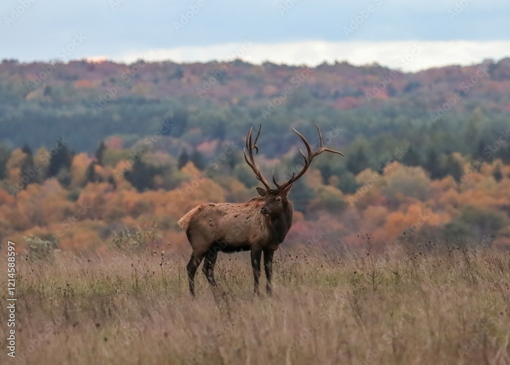 Massive Elk Bull Rut Action 8x7 7x7 Massive Elk Bull Rut Action 8x7 7x7