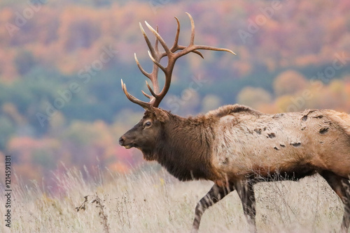 Massive Elk Bull Rut Action 8x7 7x7 photo