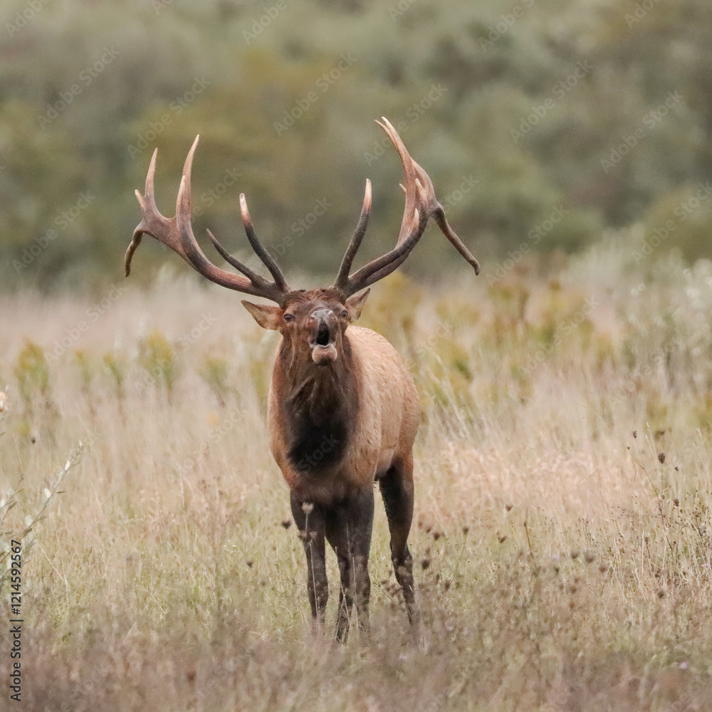 Obraz premium Massive Gorgeors Elk Bull Rut Bugle Flehmen Response Battle Action 8x7 8x8 7x7