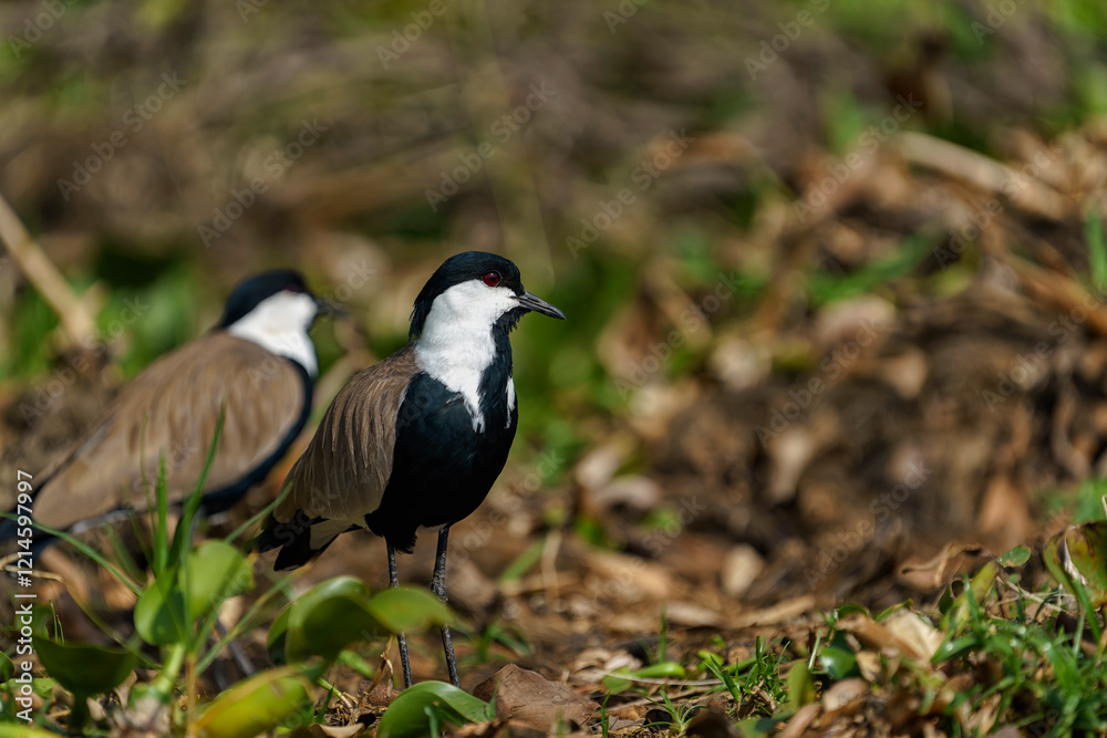 Obraz premium Vanneau à éperons 