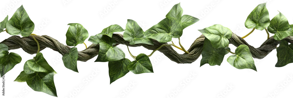 Fototapeta premium Creeper Plant