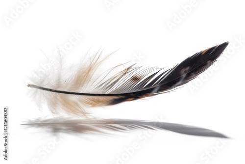Graceful Bird and Feather Motion – High-Quality Stock Image for Nature and Artistic Concepts photo