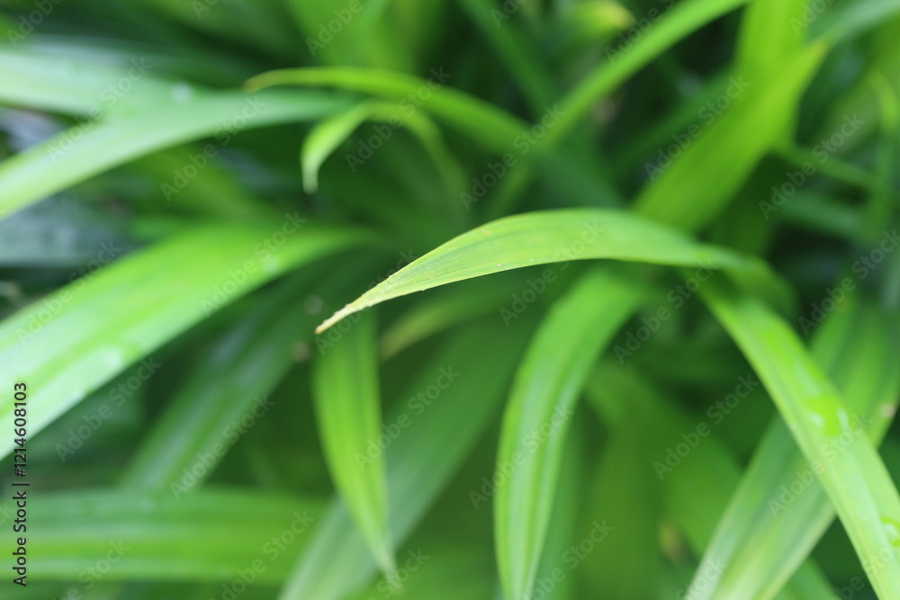 Close up of pandan leaves in the garden Close up of pandan leaves in the garden